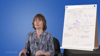 Stroke And The Limbic System