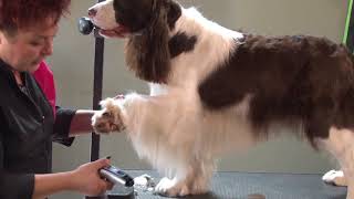 How to Mimic a Show Style Trim on a Pet Springer Spaniel