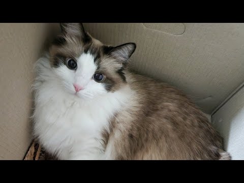 박스를 못버리는 이유!