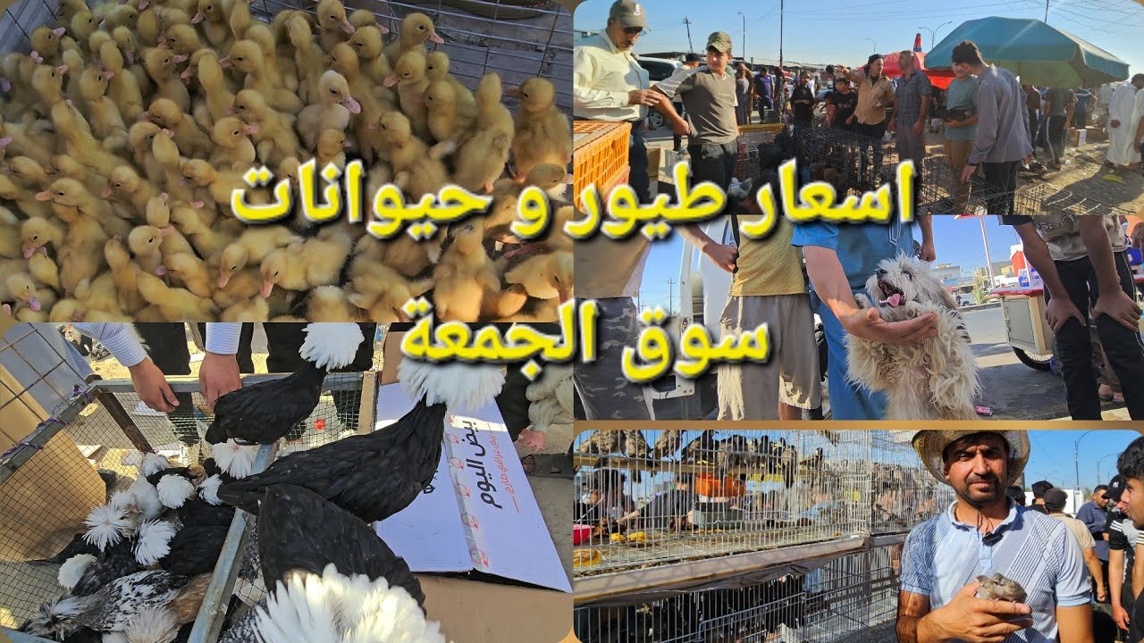Птичий рынок Мосула 2025 / Цены на животных на рынке Мосула / Цены на птиц и животных в Ираке