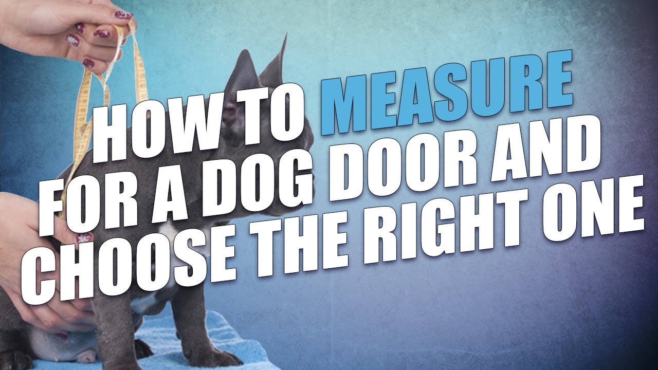 How to Measure a Dog for Pet Doors (and Pick the Right Dog Door) - YouTube