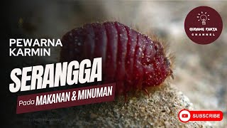 JANGAN KAGET! Pewarna Karmin Serangga Pada Makanan dan Minuman | Gudang Fakta #unikmenarik