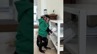 Monkey Lost His Phone and Panicked 😱📱 | AI Comedy Short