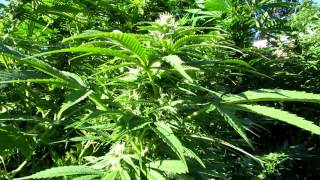 2013 Biddy Early Outdoor grow cannabis plants HD