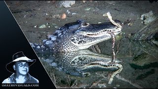 Alligator Eats Water Snake Footage