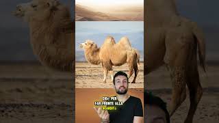 incredibile metabolismo dei cammelli #biologia #cammello #dromedario #deserto #biochimica #grasso