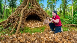 Download Lagu Harvesting Thousands Of Quail Chicks In The Haunted Forest \u0026 Goes Market to Sell, how to trap bird MP3