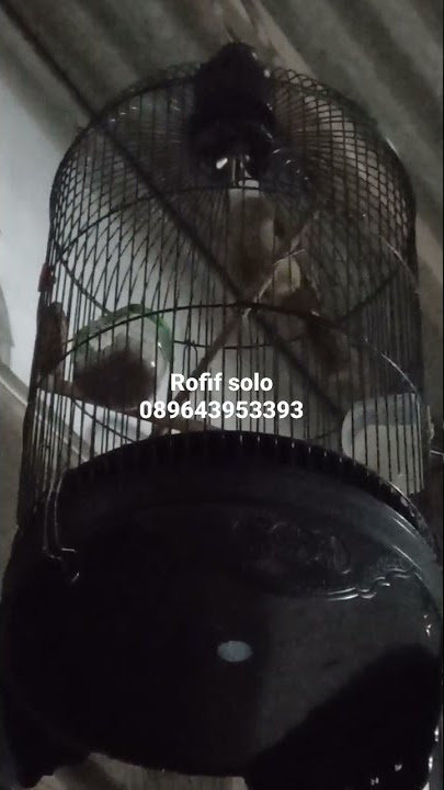 Cucak jenggot isian Kuntilanak/Tengkek buto 089643953393