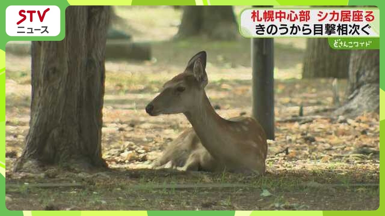 Deer Spotted in Museum Garden Near Busy Kita 1-jo Street; Multiple