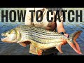 How to Catch Tigerfish in Africa (Tackle and Tequniques, everything you need to know)