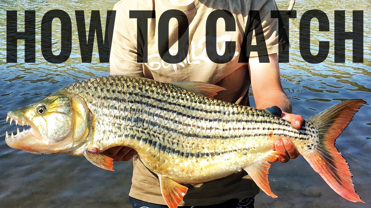 How to Catch Tigerfish in Africa (Tackle and Tequniques