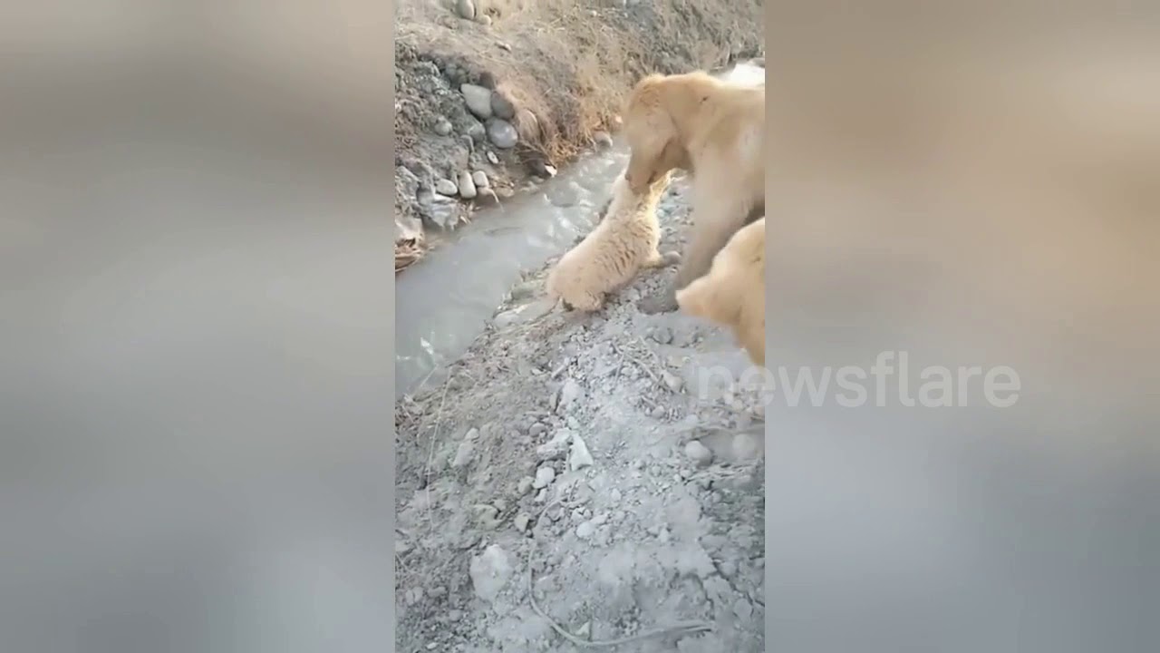 animal attacks reddit Mother golden retriever helps puppy get out of ditch