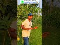 🥭 রাজশাহী ও নাটোরের বিখ্যাত হাড়িভাঙ্গা ও দেশসেরা আমের সমাহার! 🥭 #saadmart
