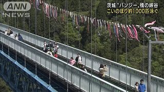 こいのぼり1000匹泳ぐ　茨城“バンジー”橋の渓谷(2022年4月30日)