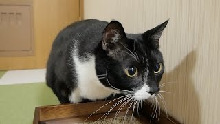 獲物を狩る3秒前のぽちゃ猫
