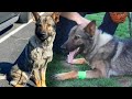 Police Dog Doing Drug-Sniffing Drills Bitten by Rattlesnake