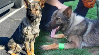 Police Dog Doing Drug-Sniffing Drills Bitten By Rattlesnake