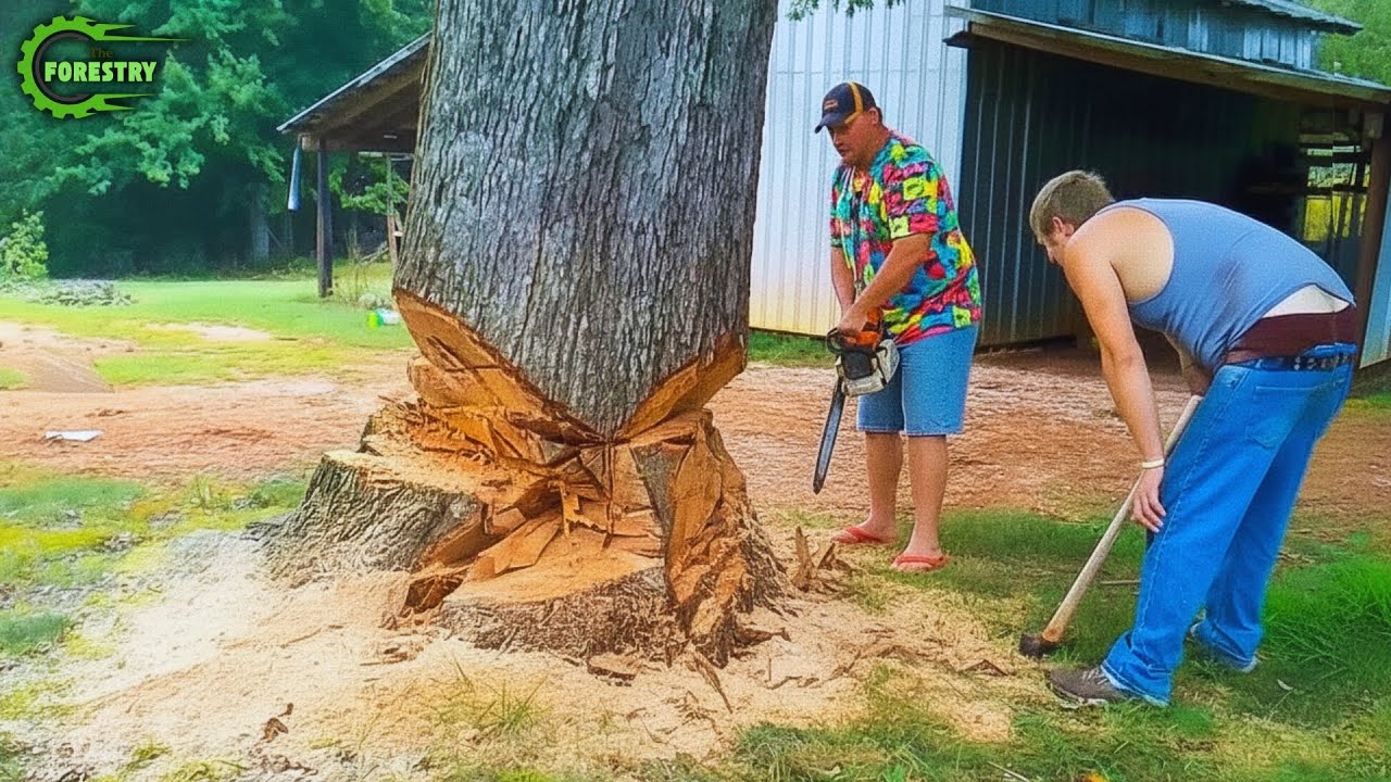 Idiots With Chainsaws: Tree Cutting Fails | Extreme Dangerous Logging ...