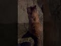 深夜のサビちゃんをなでなで。#猫動画ショート