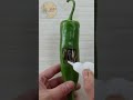 دهب في فلفل انا مش عارفني انا توهت مني 