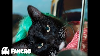 KAROL G - PROVENZA (Cover Gatuno) by Fancro 8,615 views 1 year ago 3 minutes, 18 seconds