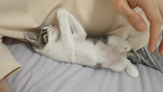 A Baby Kitten's Cute Behavior When They Want Human's Love