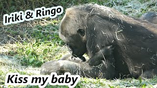 Gorilla mom kissed her baby Ringo when he was sleeping. / 金剛猩猩媽媽親正在睡覺的寶寶