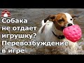 СОБАКА НЕ ОТДАЕТ ИГРУШКУ