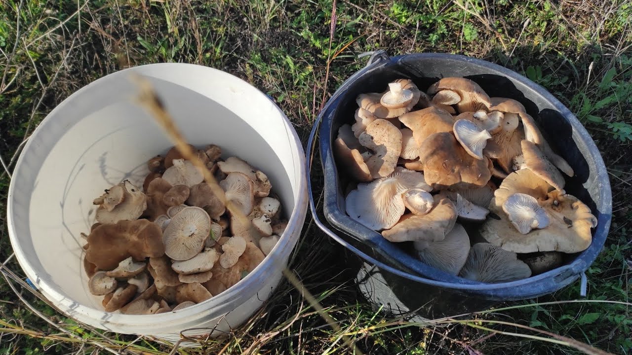 Поиск грибов в траве