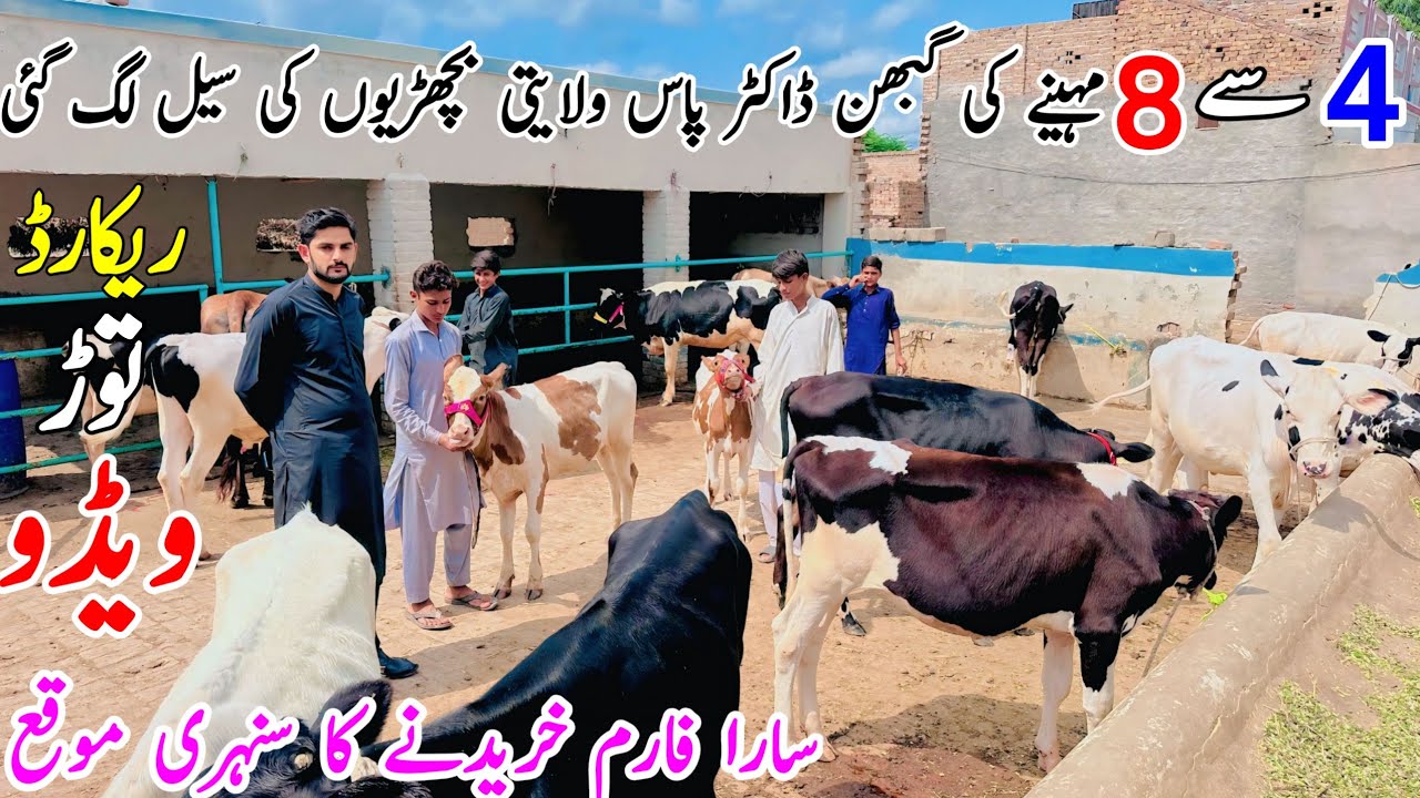 Pregnant Heifers for sale | Imported Bachrian for sale | Jersey Heifers | 27 August 2025