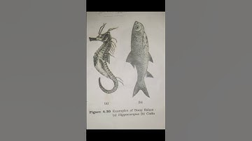 "Kingdom Animalia Examples| The Organisms on Earth | Must-Know for Exams!" #neet #ytshorts #biology