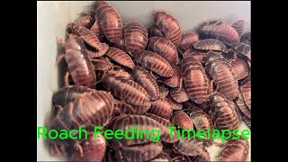 Roaches Feeding Time-lapse