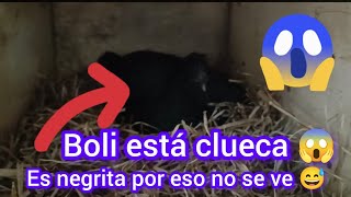 🛑BOLI ESTÁ CLUECA!! MÁS POLLITOS 😱 UN NUEVO EXPERIMENTO A VER COMO NOS VA 😅