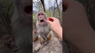Cute Monkey Moments 🐒Funny Monkey 😂 #Nature #InstaAnimals
