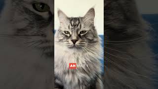 Trailer Kijken Van De Film Rutger, Thomas En Paco