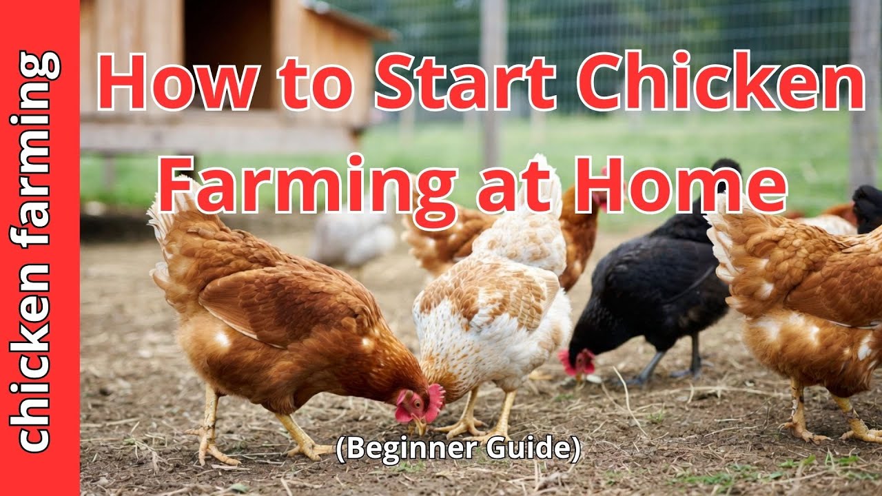 How to Start Chicken Farming at Home Beginner Guide