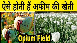 अफीम की खेती सीधी खेत से देखें | Afim ki kheti | Opium field | Afeem ki kheti | Opium cultivation screenshot 5