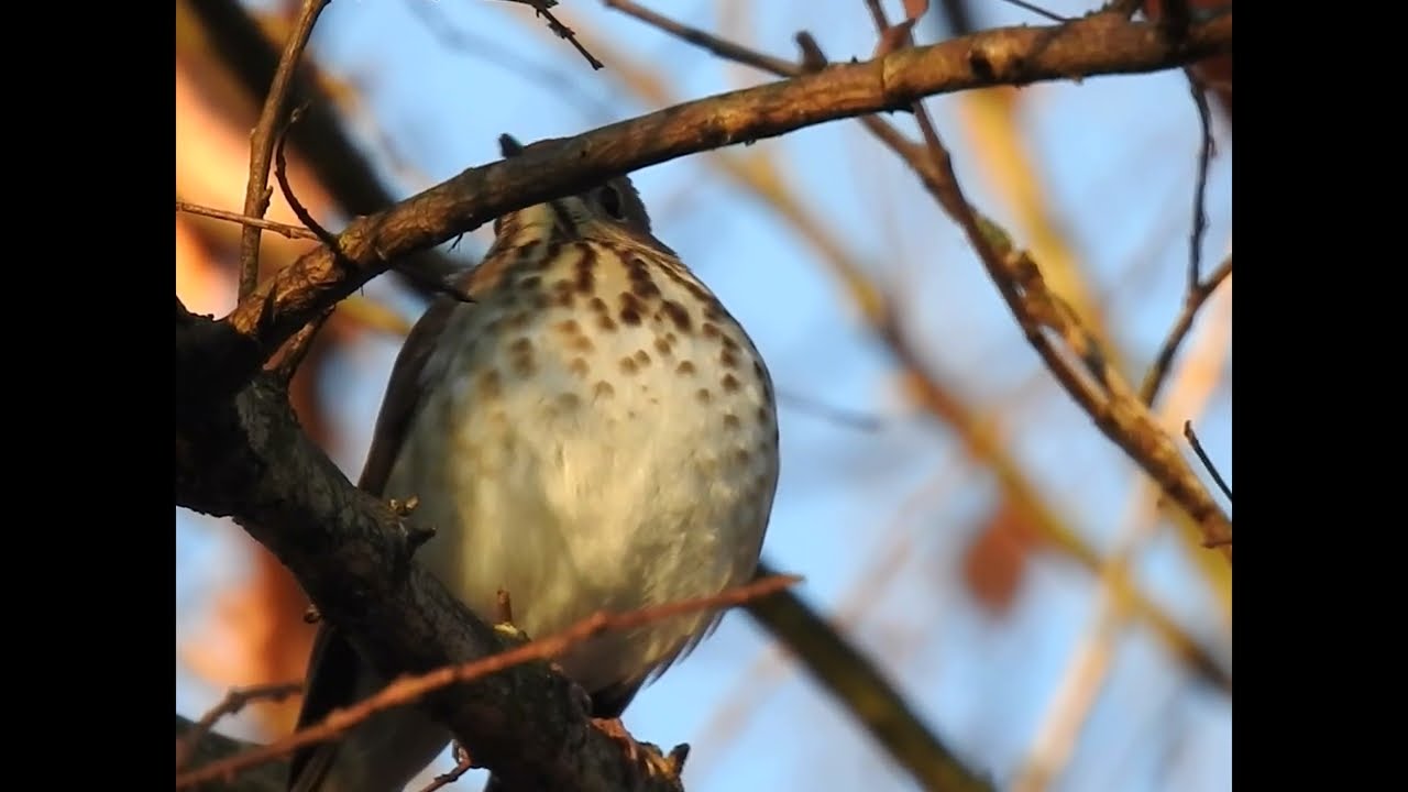 Birds in the Wild