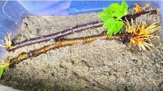 Secret: Any Branch Will Root Very Fast If You Do It Like This