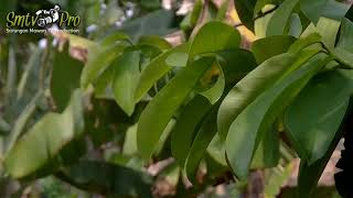 Ya Hanana Versi Istri Sholehah - Hadroh Al Kautsar