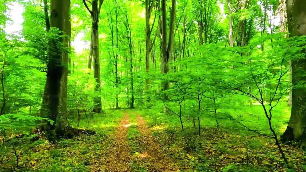 A Slow Walk to Calm Your Mind | Gentle Background Audio