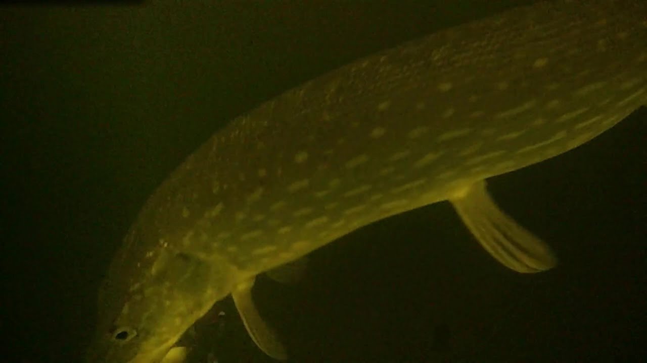 Jig SpinneNorthern Hits, Walleye, Fishing Rod, Clams all on an