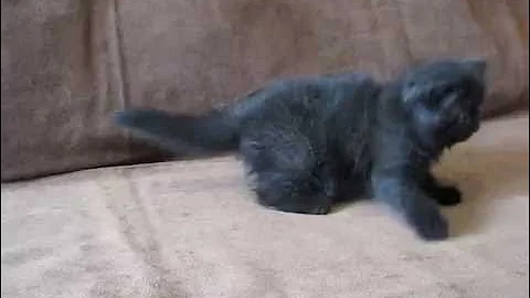 Video 1441731: exotic shorthair male, exotic shorthair black