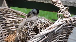 Chickadee gathering nesting materials