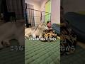 飼い主がハスキーと赤ちゃんと共存する事を選んだ理由#ハスキン#シベリアンハスキー#ハスキー#犬と赤ちゃん#赤ちゃん#家族