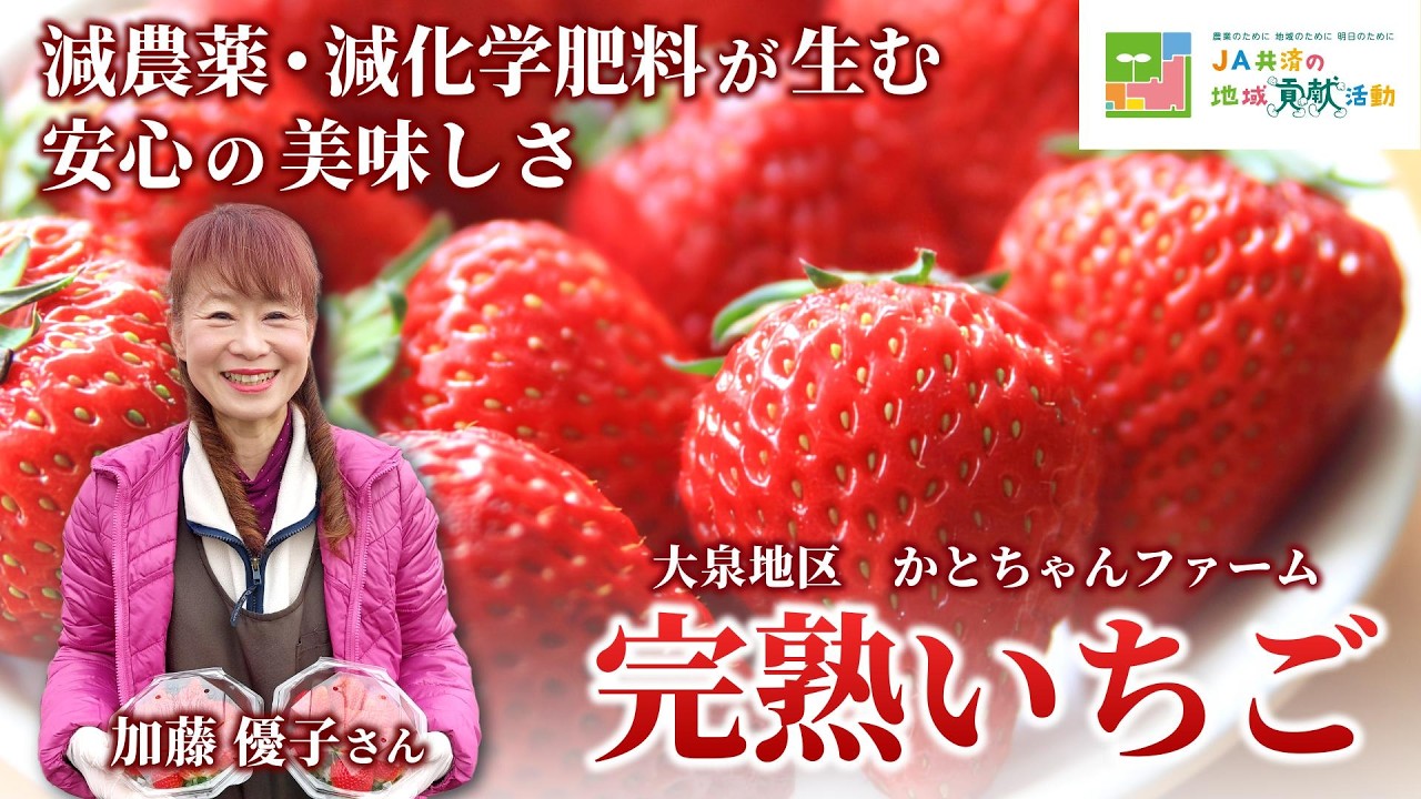 大泉地区　かとちゃんファーム　加藤優子さん　完熟いちご