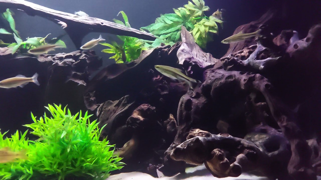 Red hump eartheater Geo mating behaviour? 🤔