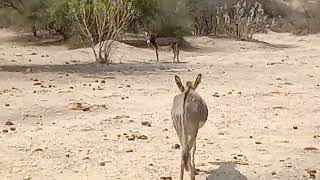 donkey masti video 💥#donkey #trending #viral by Animal thar parkar 1,388 views 2 months ago 31 seconds