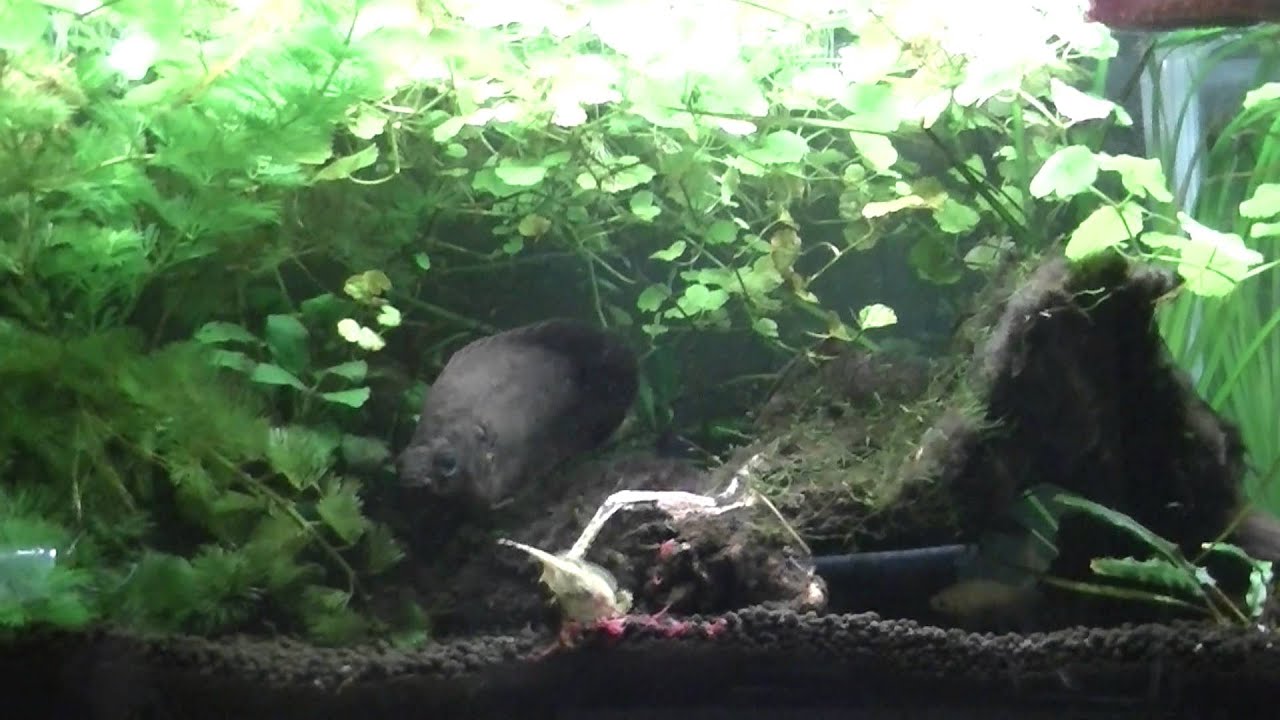 60cm中型魚水槽 13 5 15 Youtube