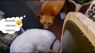 Alice the fox. Fox is cleaning up the kitchen. Funny moments.
